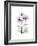 Chrysanthemum Trio-Albert Koetsier-Framed Premium Giclee Print