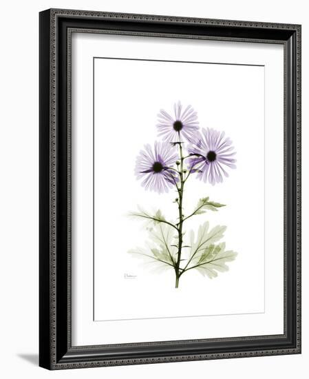 Chrysanthemum Trio-Albert Koetsier-Framed Premium Giclee Print