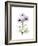 Chrysanthemum Trio-Albert Koetsier-Framed Premium Giclee Print