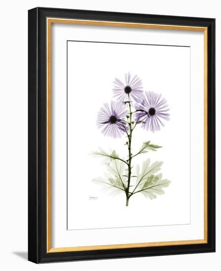 Chrysanthemum Trio-Albert Koetsier-Framed Premium Giclee Print