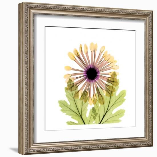 Chrysanthemum-Albert Koetsier-Framed Art Print