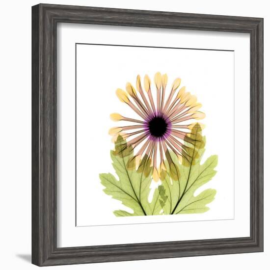 Chrysanthemum-Albert Koetsier-Framed Art Print