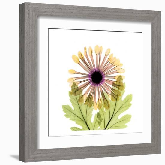 Chrysanthemum-Albert Koetsier-Framed Art Print