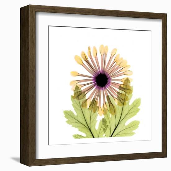 Chrysanthemum-Albert Koetsier-Framed Art Print