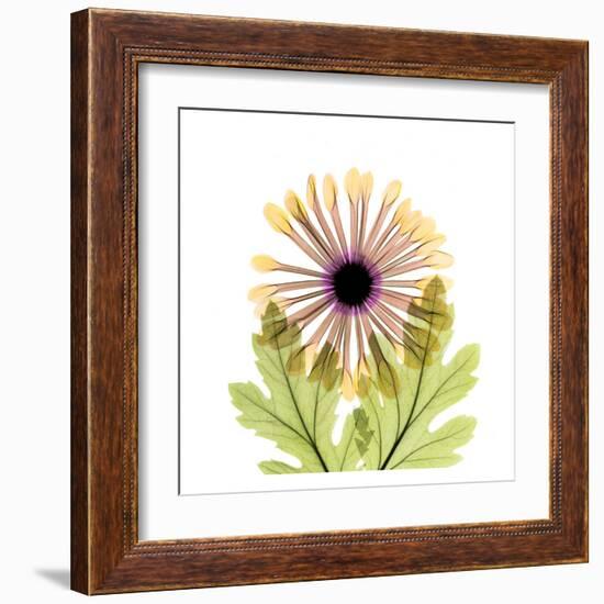 Chrysanthemum-Albert Koetsier-Framed Art Print