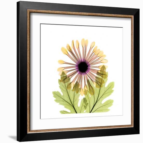 Chrysanthemum-Albert Koetsier-Framed Art Print