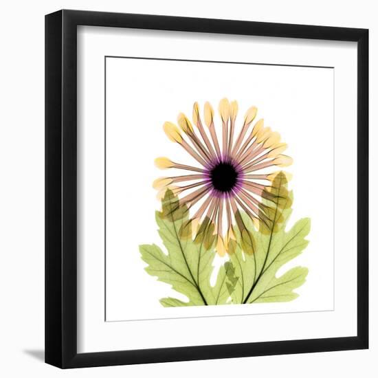 Chrysanthemum-Albert Koetsier-Framed Art Print