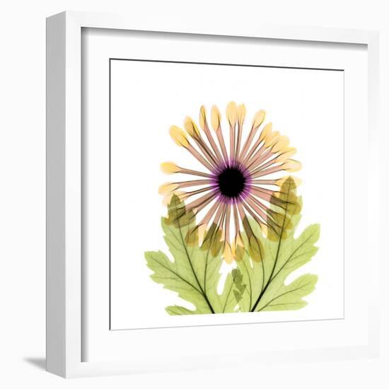 Chrysanthemum-Albert Koetsier-Framed Art Print