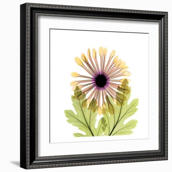 Chrysanthemum-Albert Koetsier-Framed Art Print