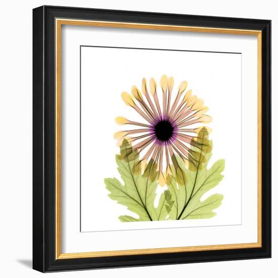 Chrysanthemum-Albert Koetsier-Framed Art Print