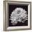 Chrysanthemum-Bill Philip-Framed Giclee Print