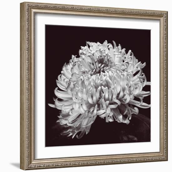 Chrysanthemum-Bill Philip-Framed Giclee Print