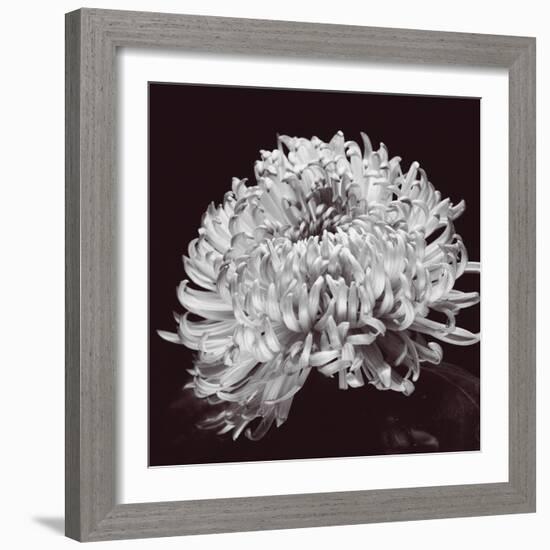 Chrysanthemum-Bill Philip-Framed Giclee Print
