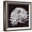 Chrysanthemum-Bill Philip-Framed Giclee Print