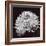 Chrysanthemum-Bill Philip-Framed Giclee Print