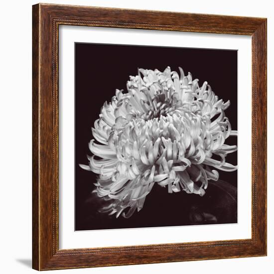 Chrysanthemum-Bill Philip-Framed Giclee Print