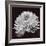 Chrysanthemum-Bill Philip-Framed Giclee Print