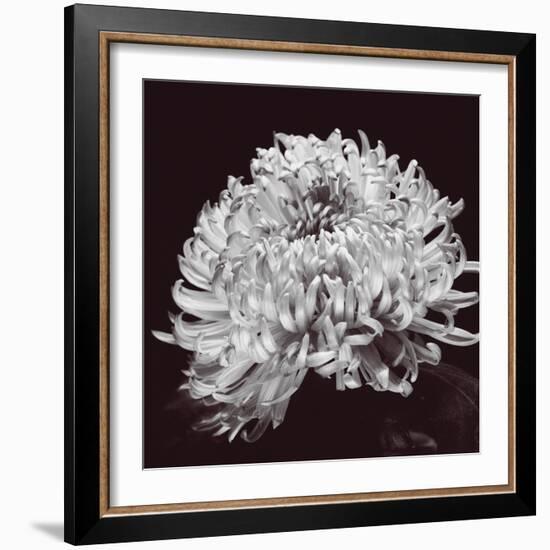 Chrysanthemum-Bill Philip-Framed Giclee Print