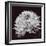 Chrysanthemum-Bill Philip-Framed Giclee Print