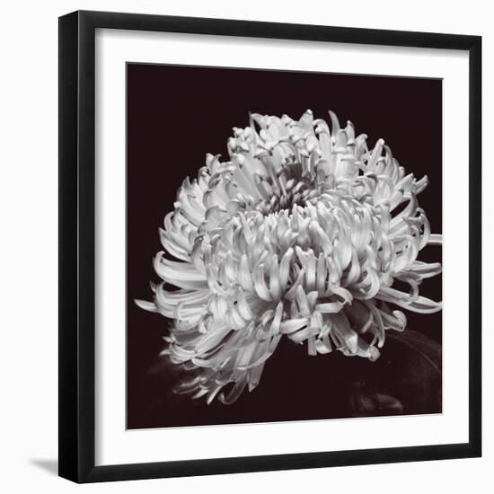 Chrysanthemum-Bill Philip-Framed Giclee Print