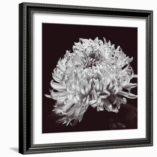 Chrysanthemum-Bill Philip-Framed Giclee Print