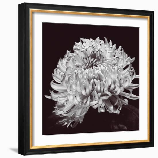 Chrysanthemum-Bill Philip-Framed Giclee Print