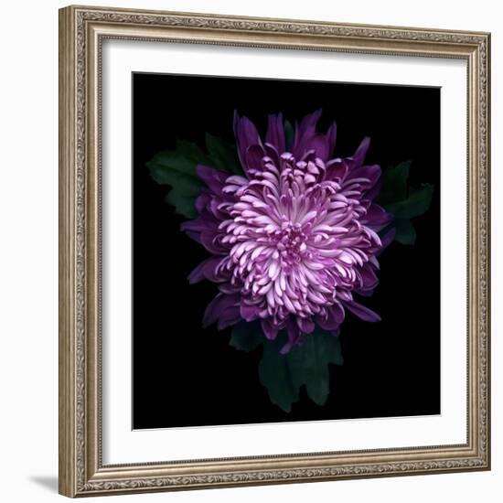 Chrysanthemum-Magda Indigo-Framed Photographic Print