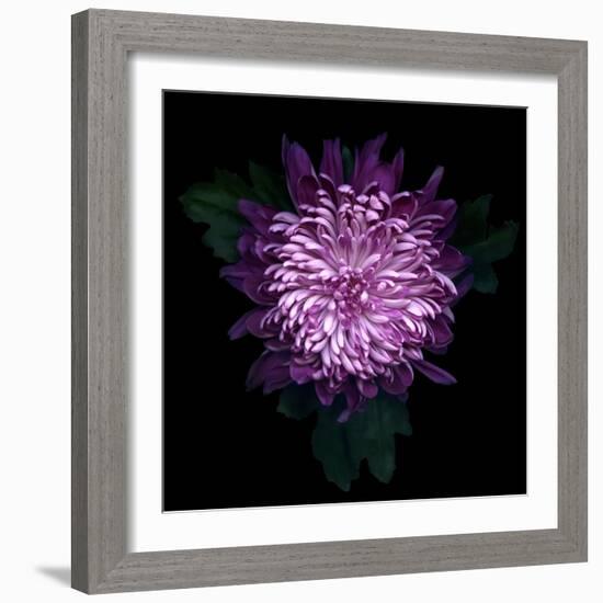 Chrysanthemum-Magda Indigo-Framed Photographic Print