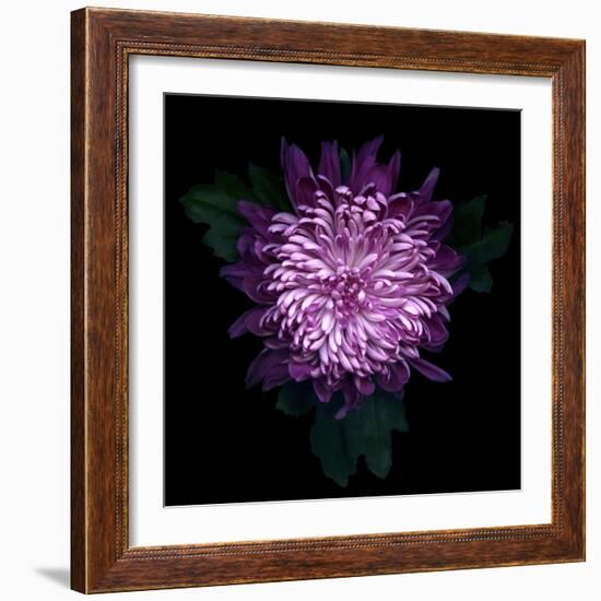 Chrysanthemum-Magda Indigo-Framed Photographic Print