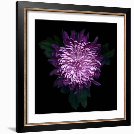 Chrysanthemum-Magda Indigo-Framed Photographic Print