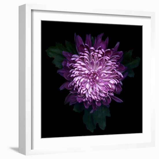 Chrysanthemum-Magda Indigo-Framed Photographic Print