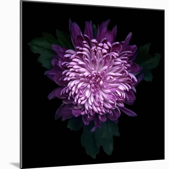 Chrysanthemum-Magda Indigo-Mounted Photographic Print