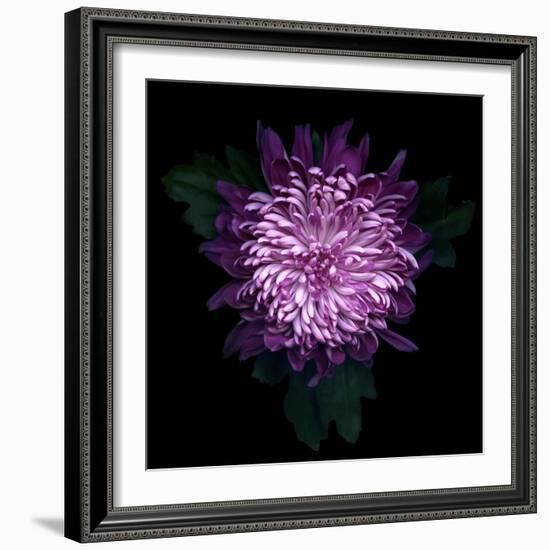 Chrysanthemum-Magda Indigo-Framed Photographic Print