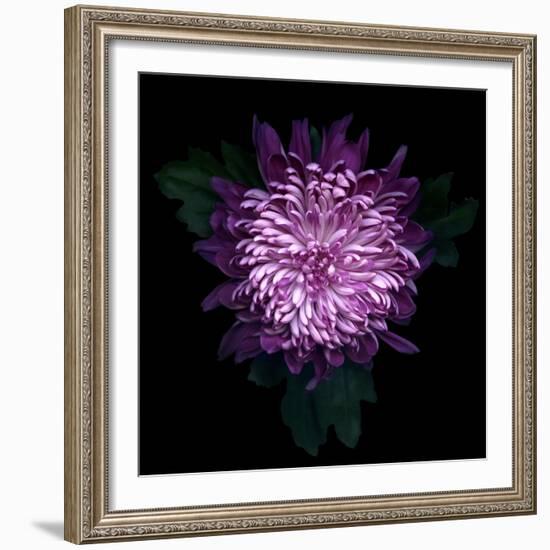 Chrysanthemum-Magda Indigo-Framed Photographic Print