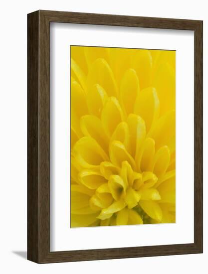 Chrysanthemum-DLILLC-Framed Photographic Print