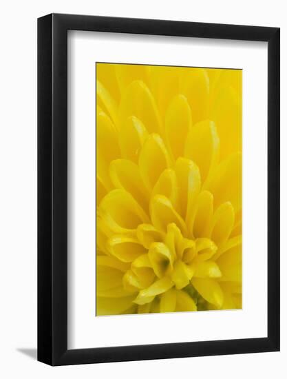 Chrysanthemum-DLILLC-Framed Photographic Print