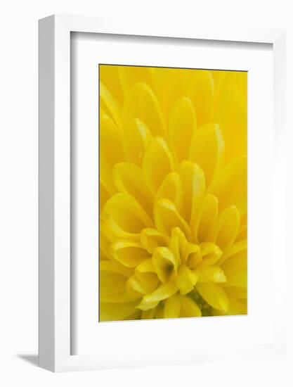 Chrysanthemum-DLILLC-Framed Photographic Print