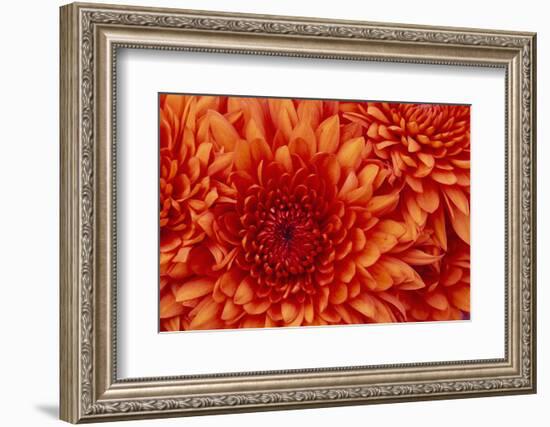 Chrysanthemum-DLILLC-Framed Photographic Print