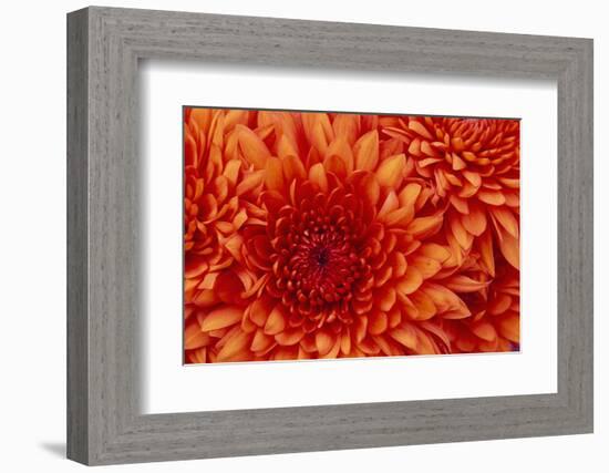 Chrysanthemum-DLILLC-Framed Photographic Print