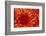 Chrysanthemum-DLILLC-Framed Photographic Print