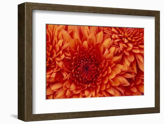 Chrysanthemum-DLILLC-Framed Photographic Print