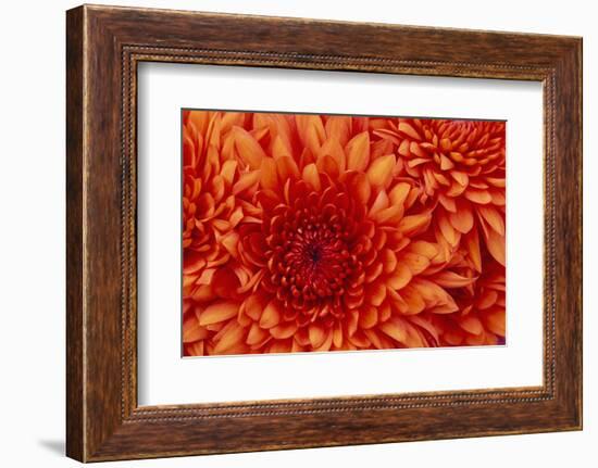 Chrysanthemum-DLILLC-Framed Photographic Print