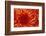 Chrysanthemum-DLILLC-Framed Photographic Print