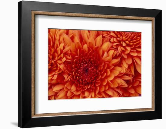 Chrysanthemum-DLILLC-Framed Photographic Print