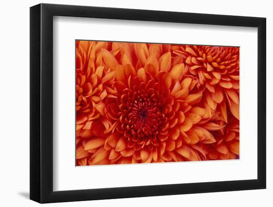 Chrysanthemum-DLILLC-Framed Photographic Print