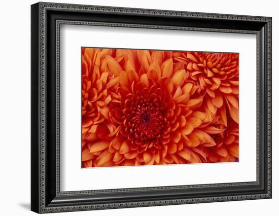 Chrysanthemum-DLILLC-Framed Photographic Print