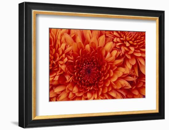 Chrysanthemum-DLILLC-Framed Photographic Print