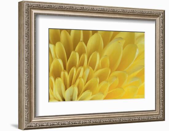 Chrysanthemum-DLILLC-Framed Photographic Print