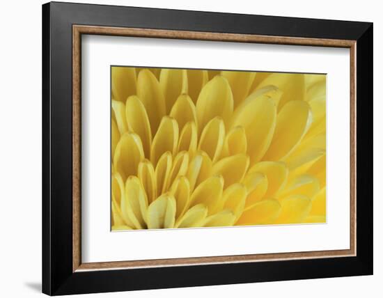 Chrysanthemum-DLILLC-Framed Photographic Print