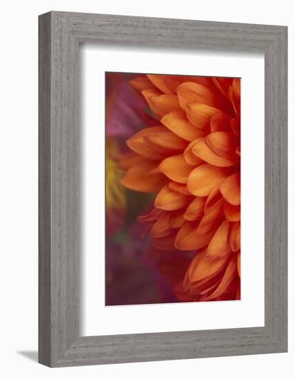 Chrysanthemum-DLILLC-Framed Photographic Print